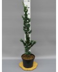 Chamaecyparis l. ’Wissel’s Saguaro’ полив
